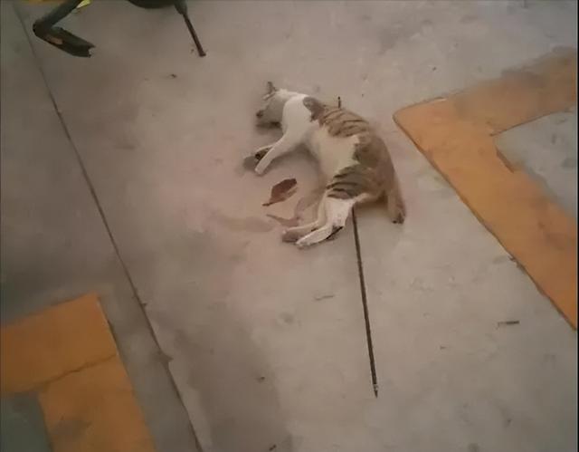 第176页